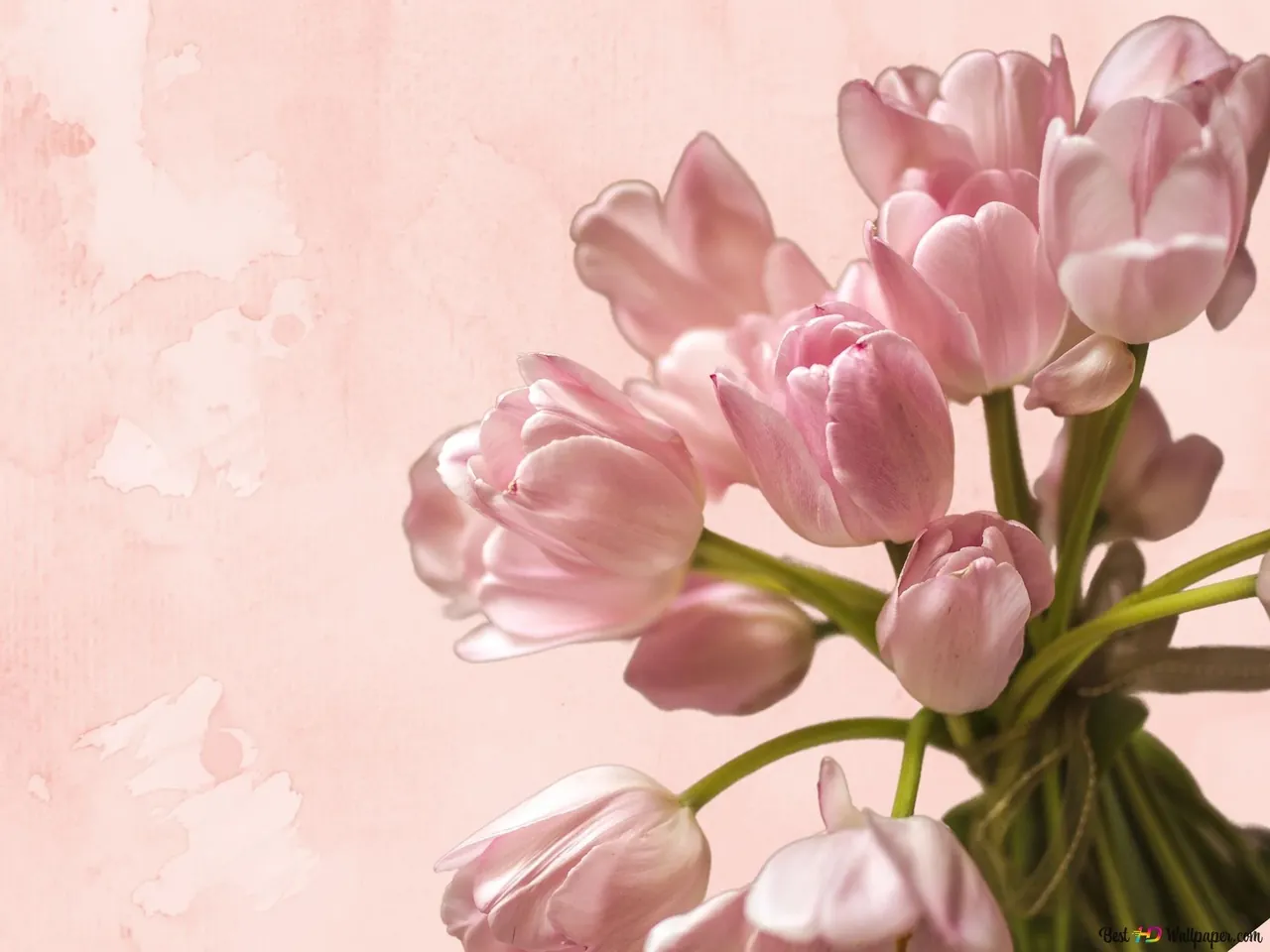 100+ ảnh hoa tulip đẹp mê ly · ảnh 1