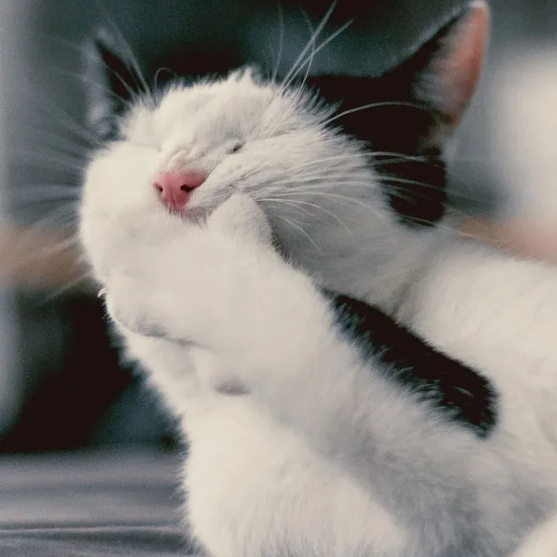 100+ ảnh meme bất ngờ cười thả ga, độc đáo · ảnh 1