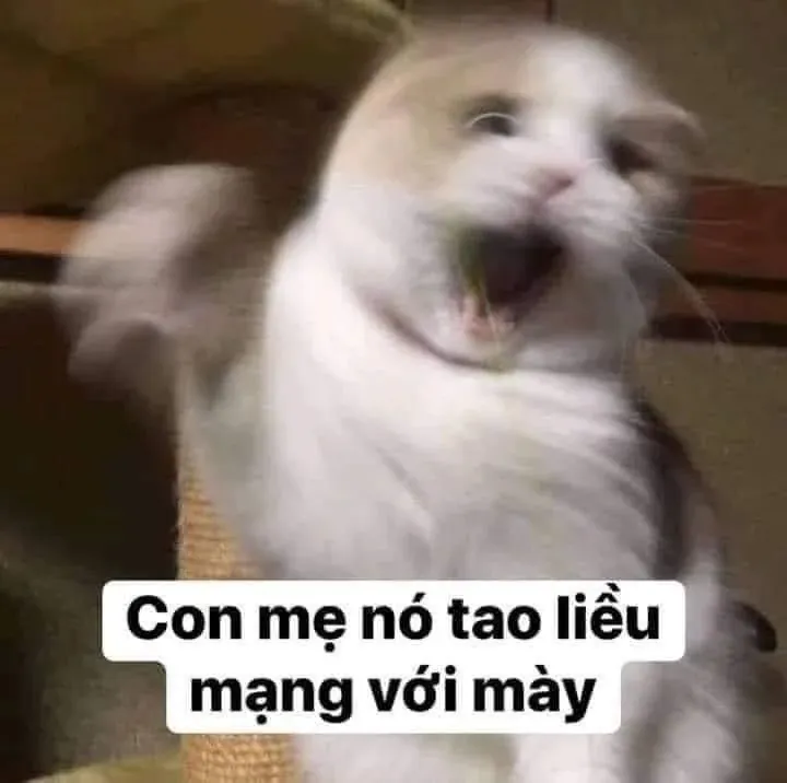 100+ ảnh meme bựa hài hước, độc đáo