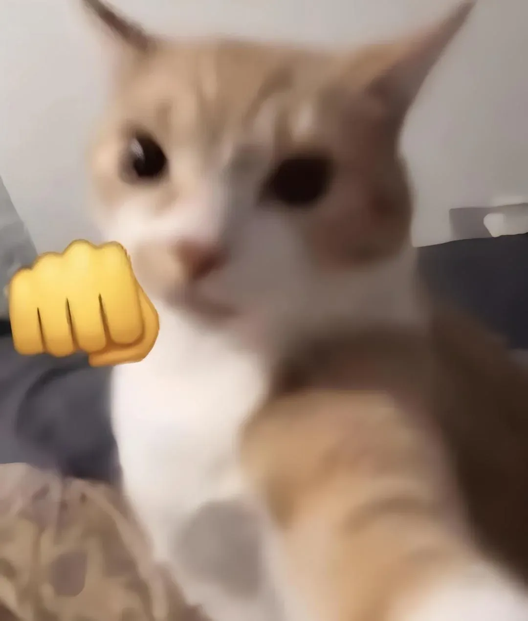 100+ ảnh mèo meme hài hước, bá đạo · ảnh 1