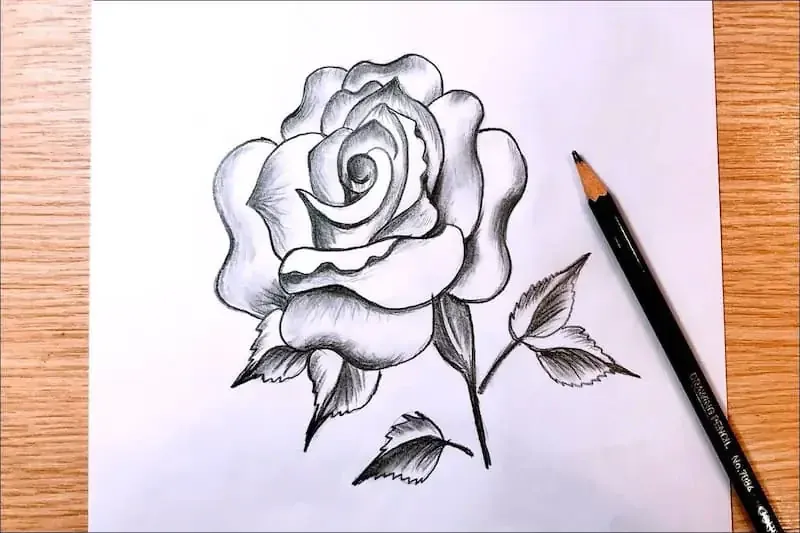 100+ hình vẽ hoa hồng đẹp rực rỡ