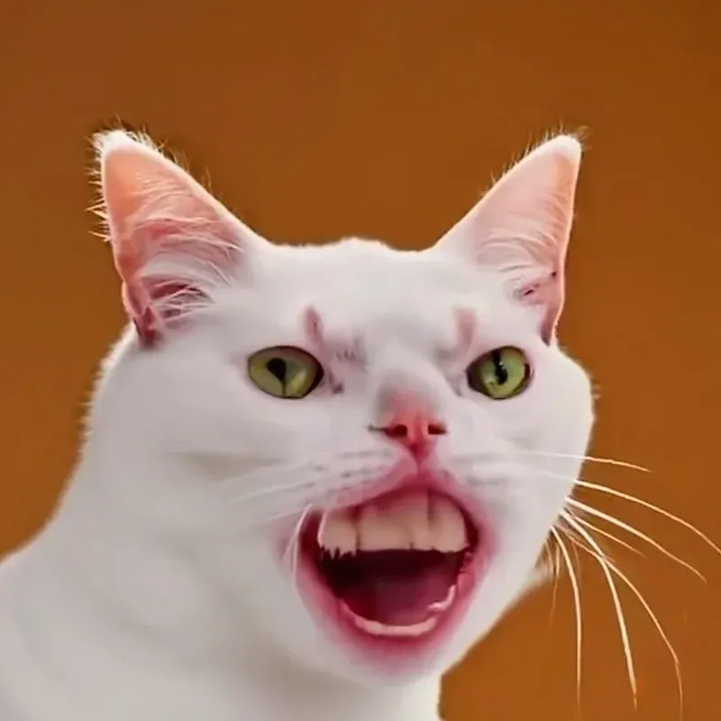 Bộ sưu tập 500+ ảnh meme mèo bựa vô tri cực hài hước · ảnh 1